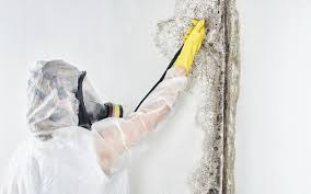 Why You Should Choose Our Mold Remediation Services in The Colony, TX